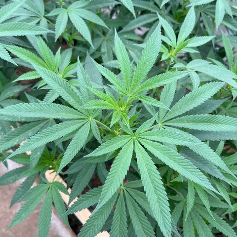 Atomic tangerine  growlog timeline photo