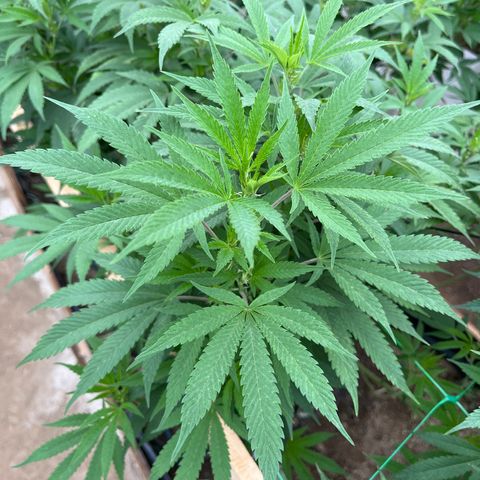 Atomic tangerine  growlog timeline photo
