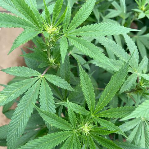 Atomic tangerine  growlog photo: Semana 2 de flora día 9 