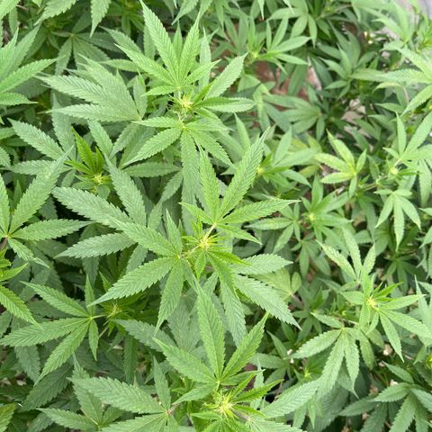 Atomic tangerine  growlog photo: Semana 2 de flora día 9 