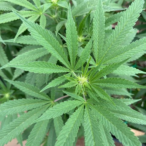 Atomic tangerine  growlog photo: Semana 2 de flora día 9 