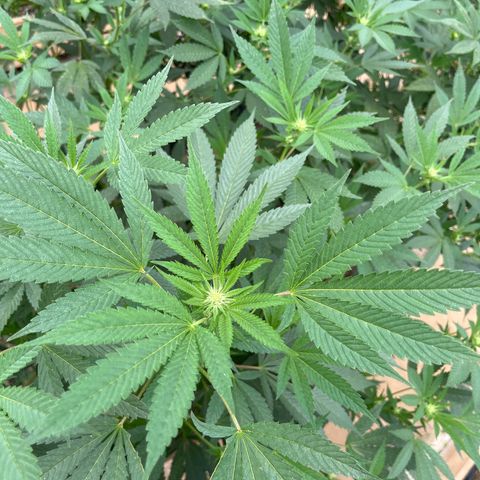 Blueberry Pancake  growlog photo: Día 9 semana 2 de flora 