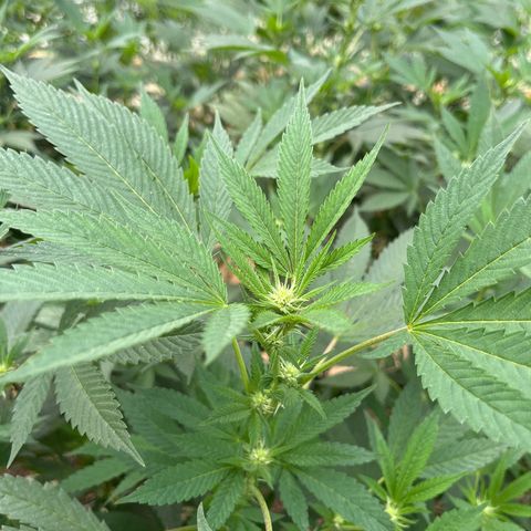Blueberry Pancake  growlog photo: Día 9 semana 2 de flora 