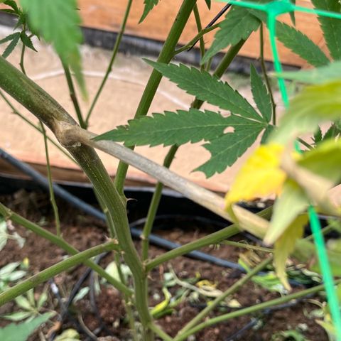 Atomic tangerine  growlog photo: Fusarium se corta y se sella con sábila hacer seguimiento preventivo 
 