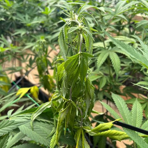 Atomic tangerine  growlog photo: Fusarium se corta y se sella con sábila hacer seguimiento preventivo 
 