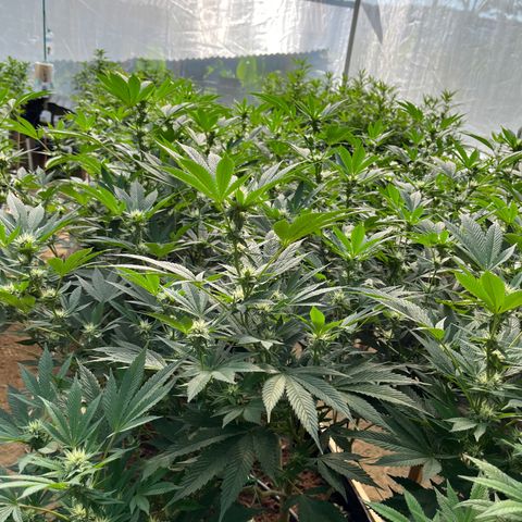 Atomic tangerine  growlog timeline photo