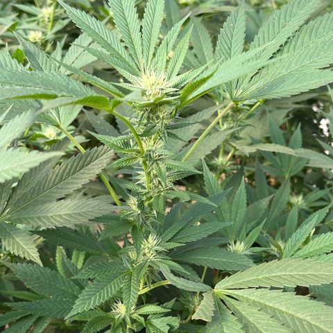 Atomic tangerine  growlog timeline photo