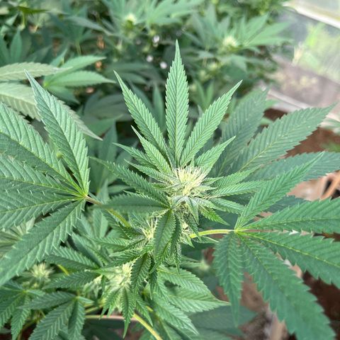 Atomic tangerine  growlog timeline photo