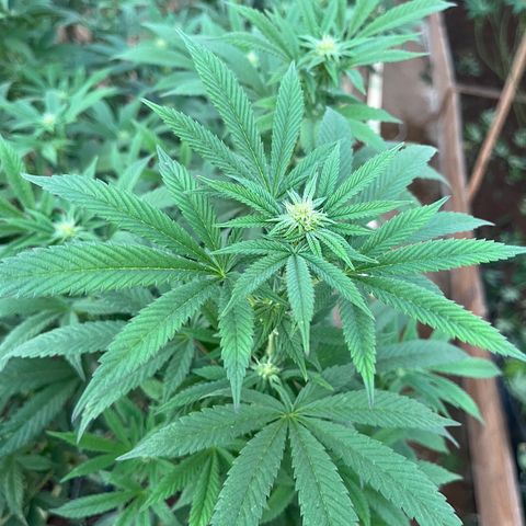 Blueberry Pancake  growlog photo: 3ra semana de flora 