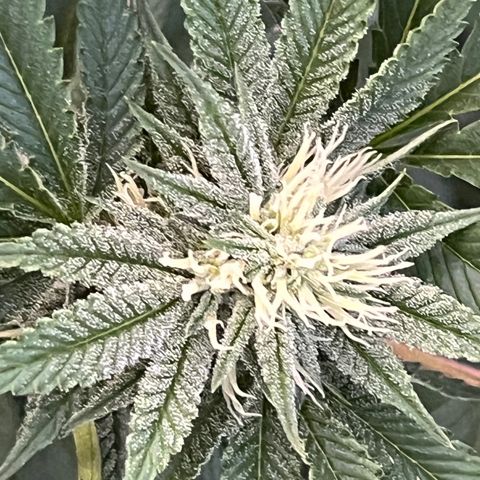 Blueberry Pancake  growlog photo: 3ra semana de flora 