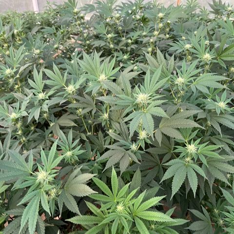 Blueberry Pancake  growlog photo: 3ra semana de flora 