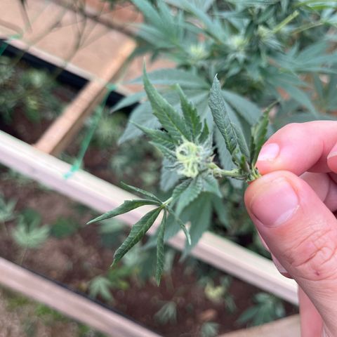 Blueberry Pancake  growlog photo: Se cortan todo los cogollos pequeños para dale mas protagonismos a los cogollos principales 