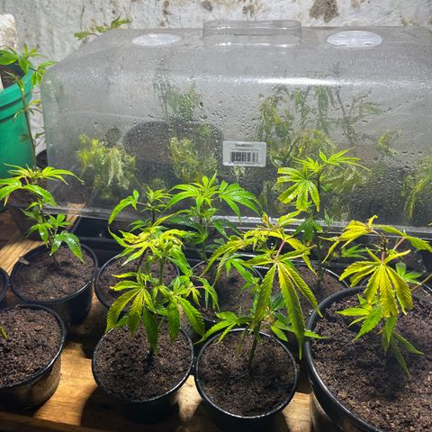 Blueberry Pancake  growlog photo: Clones 4 día trasplante 