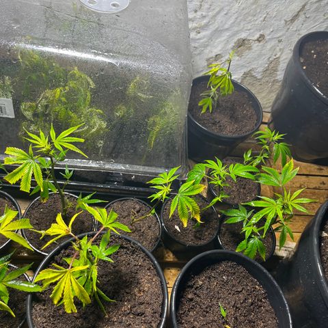 Blueberry Pancake  growlog photo: Clones 4 día trasplante 