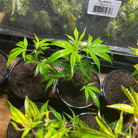Blue berry y atomic tangerine  growlog timeline photo