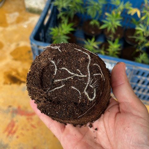 Blue berry y atomic tangerine  growlog photo: Se dejan para trasplantar el 10 de sep