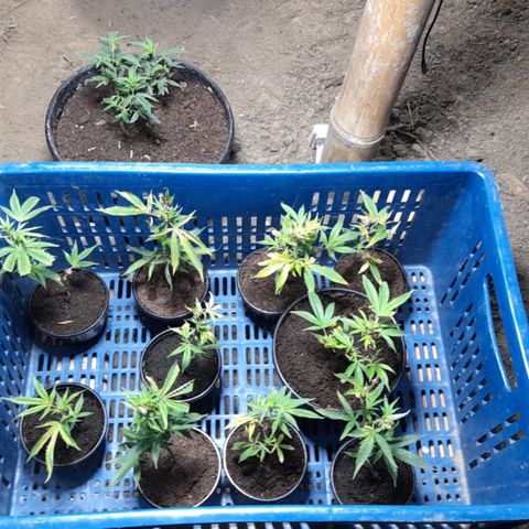 Blue berry y atomic tangerine  growlog photo: Micro organismos 2 ml por litro de agua foliar para los clones 