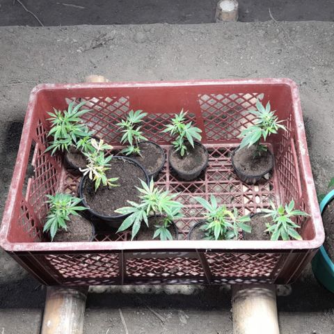 Blue berry y atomic tangerine  growlog photo: Micro organismos 2 ml por litro de agua foliar para los clones 