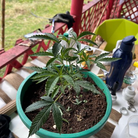 Blue berry y atomic tangerine  growlog photo: Verduras y Soil mix 