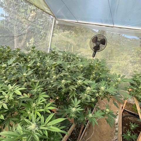 Atomic tangerine  growlog photo: Flora 