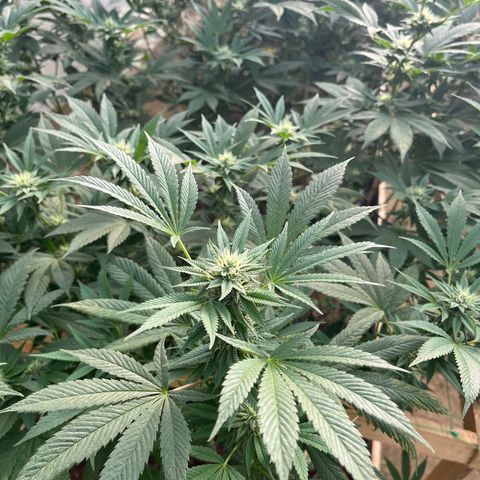 Atomic tangerine  growlog photo: Flora 