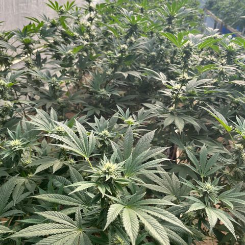 Atomic tangerine  growlog photo: Flora 