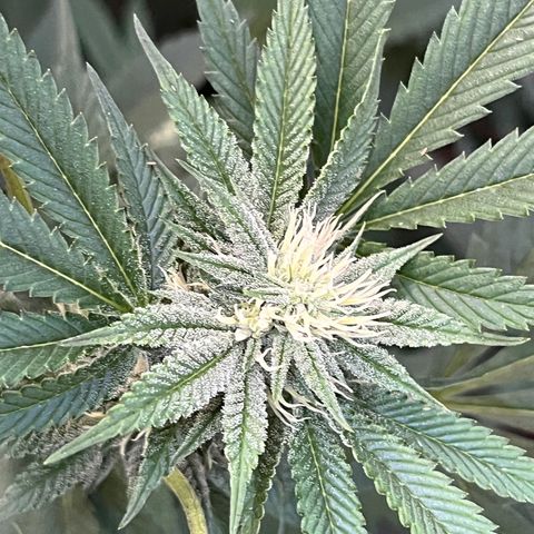 Atomic tangerine  growlog photo: Flora 