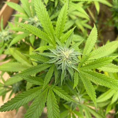 Atomic tangerine  growlog photo: Inicio semana 5 flora 
