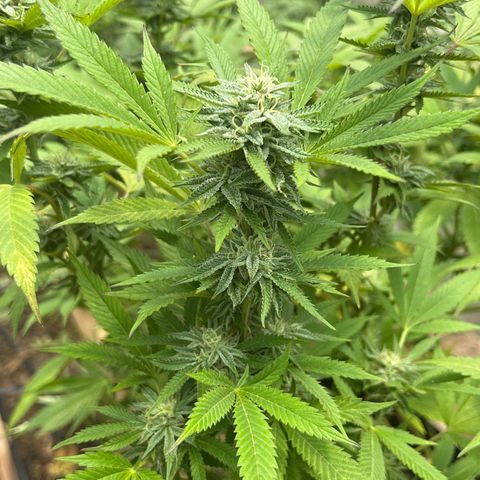 Atomic tangerine  growlog photo: Inicio semana 5 flora 