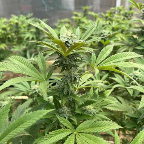 Blueberry Pancake  growlog photo: Inicio semana 5 flora 