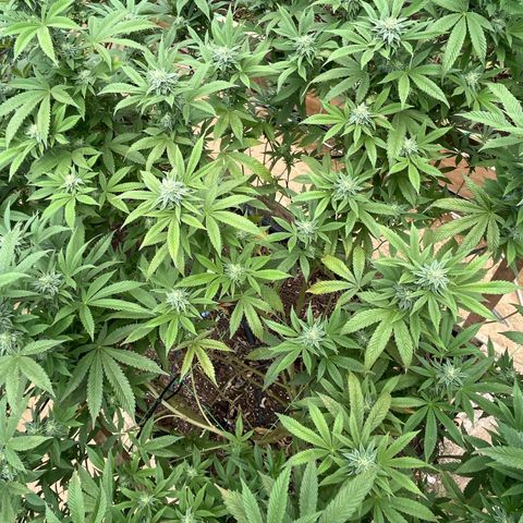 Blueberry Pancake  growlog photo: Inicio semana 5 flora 