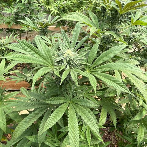 Blueberry Pancake  growlog photo: Inicio semana 5 flora 