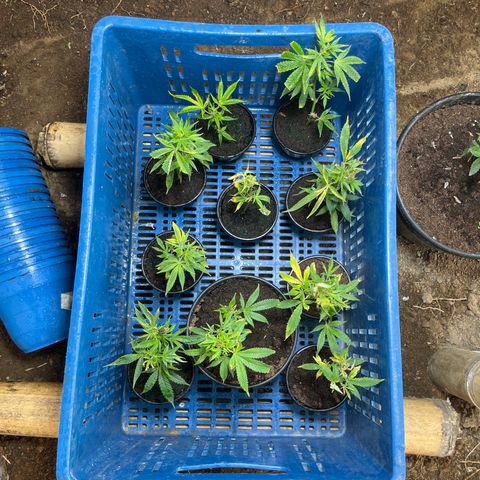 Blue berry y atomic tangerine  growlog photo: Clones días 7 