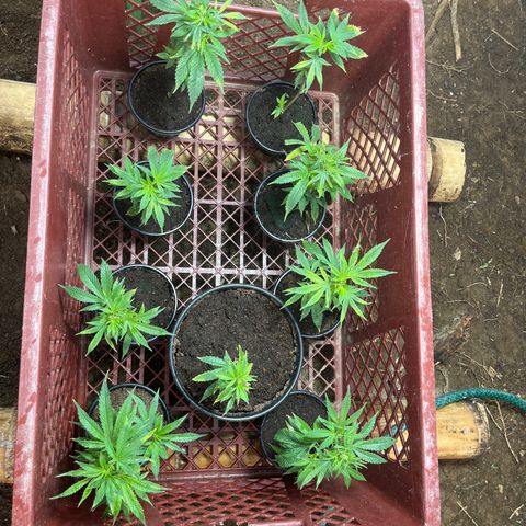 Blue berry y atomic tangerine  growlog photo: Clones días 7 