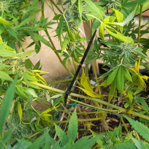Atomic tangerine  growlog photo: Se hace seguimiento de fusarium planta 1 de 2 
