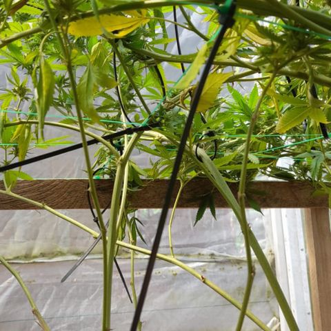 Atomic tangerine  growlog photo: Se hace seguimiento de fusarium planta 1 de 2 