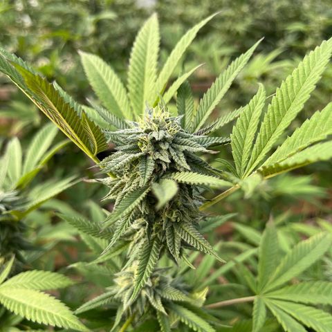 Blueberry Pancake  growlog photo: Semana 5 de flora 