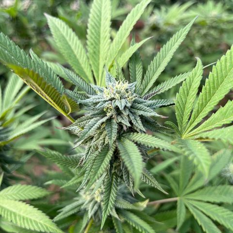 Blueberry Pancake  growlog photo: Semana 5 de flora 