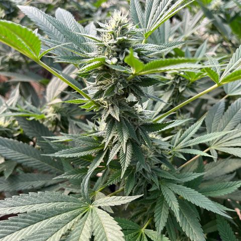Swiss watch growlog photo: Semana 5 de flora 