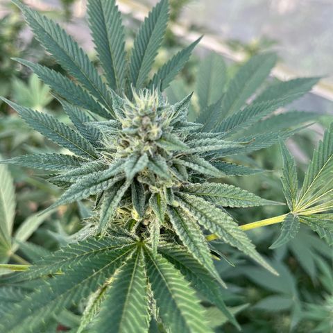 Swiss watch growlog photo: Semana 5 de flora 
