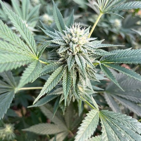 Swiss watch growlog photo: Semana 5 de flora 