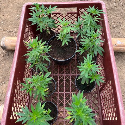 Blue berry y atomic tangerine  growlog timeline photo