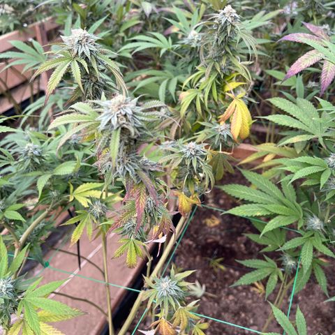 Atomic tangerine  growlog photo: Corte por fusarium 