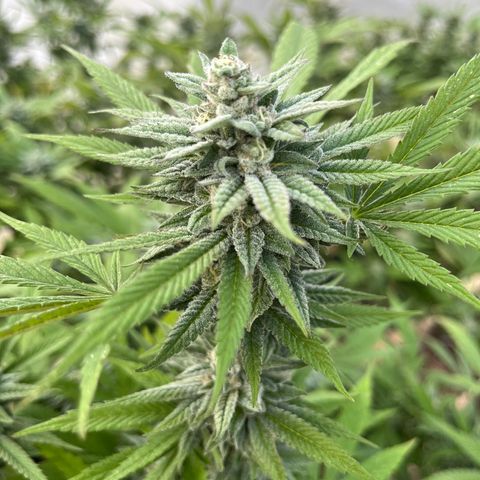 Swiss watch growlog photo: 6 semana flora 