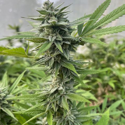 Swiss watch growlog photo: 6 semana flora 