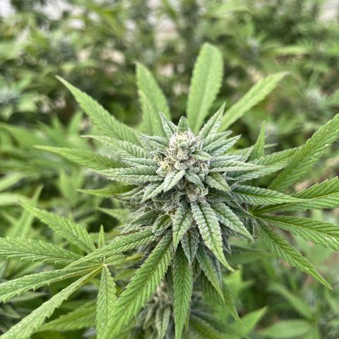 Swiss watch growlog photo: 6 semana flora 