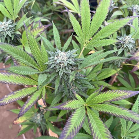 Blueberry Pancake  growlog photo: Semana. 6ta de flora 
