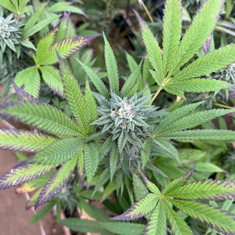 Blueberry Pancake  growlog photo: Semana. 6ta de flora 