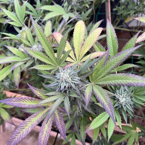 Blueberry Pancake  growlog photo: Semana. 6ta de flora 