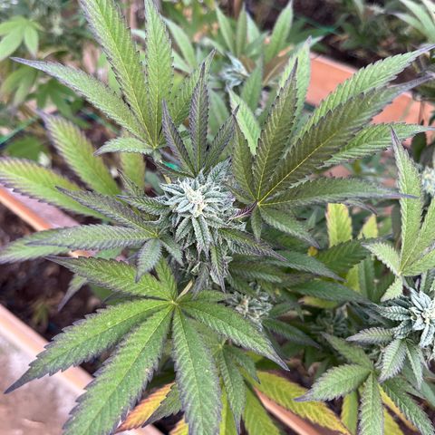 Blueberry Pancake  growlog photo: Semana. 6ta de flora 